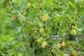 istockphoto.com sitesinden görsel