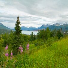 Kenai National Wildlife Refuge