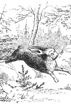 The Fir-Tree