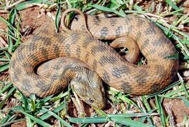 monaconatureencyclopedia.com sitesinden görsel