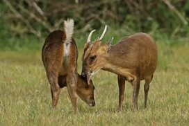 istockphoto.com sitesinden görsel
