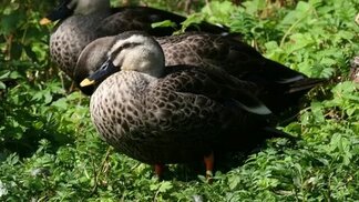 focusingonwildlife.com sitesinden görsel