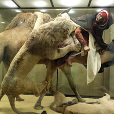 Lion Attacking a Dromedary