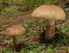 ultimate-mushroom.com sitesinden görsel