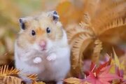 Hamster