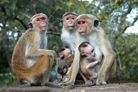 sciencephoto.com sitesinden görsel