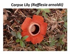 tr.pinterest.com sitesinden görsel