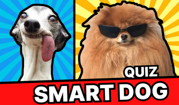 Quiz smart dog