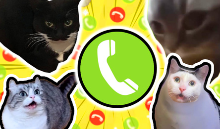 Позвони Мемным Котикам