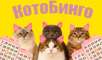 КотоБинго