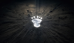Footsteps In The Dark
