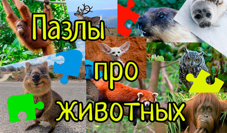 Пазлы про животных