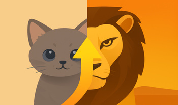 Путь котёнка