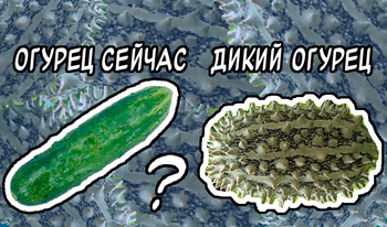Дикий Огурец: Слияние