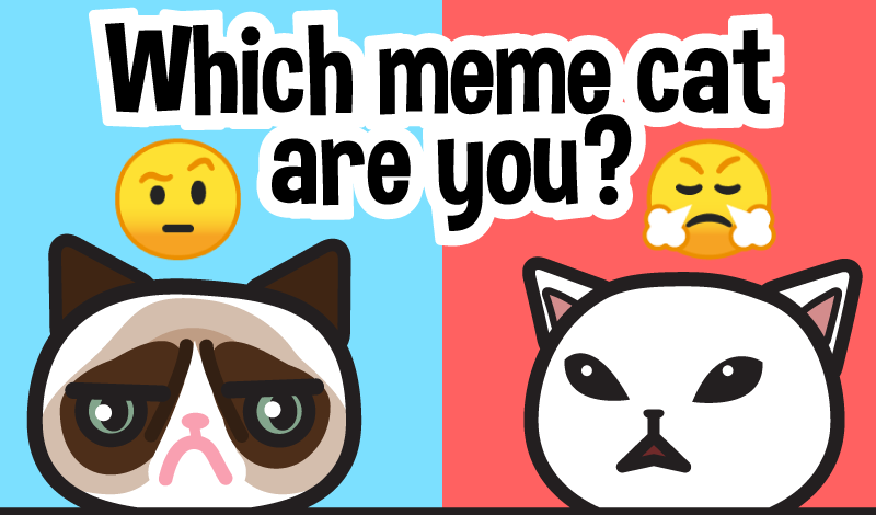 Popular Cat Meme Quizzes