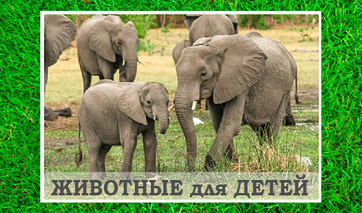 Животные для детей и их звуки (HappyPuzzle ұсынады) - Яндекс Игры ...
