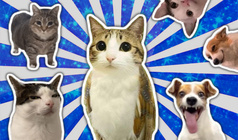 Объединяй Животных