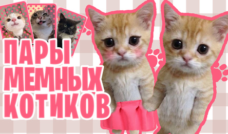 Пары Мемных Котиков
