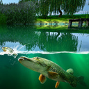 Ивовый пруд