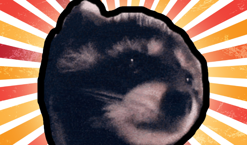 Kira Klavell yalangoch