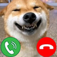 Call the Meme Dogs - Yandex Games