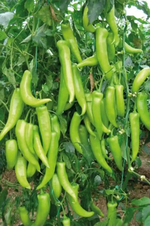Just Cheap Store Çarliston Biber Tohumu 10 Gr