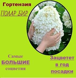 Основная фотография от вендора