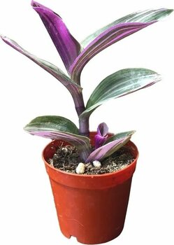 SOcactus Tradescantia Zebrina Kaktüs Sukulent Fidanı 10-20 cm