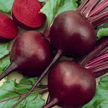Berke Fidancılık Kırmızı Pancar Tohumu 10 gr Tohum
