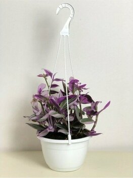 Tradescantia Nanouk (Pembe Telgraf Çiçeği)