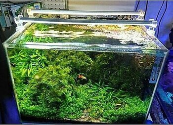 OrionLed Akvaryum Led Aydınlatma Daylight 70Cm 3000K