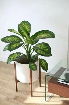 Dieffenbachia Tropik Snow 40 - 60 cm Salon Bitkisi