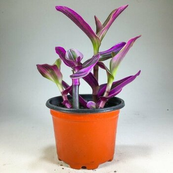 Gurme Bitki Tradescantia Nanouk Pembe Telgraf Çiçeği 8.5 cm Saksıda - Tradescantia Nanouk Pembe Telgraf Çiçeği
