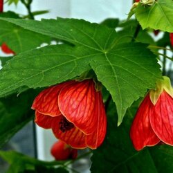 Основная фотография от вендора