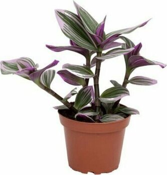 3-4 Köklü Tradescantia Nanouk (Pembe Telgraf Çiçeği)