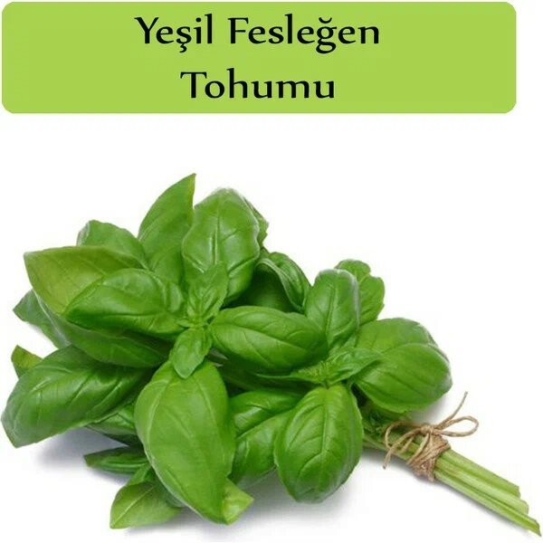 Zencefil Organik Yeşil Reyhan Tohumu Yeşil Fesleğen 100+ Adet Tohum