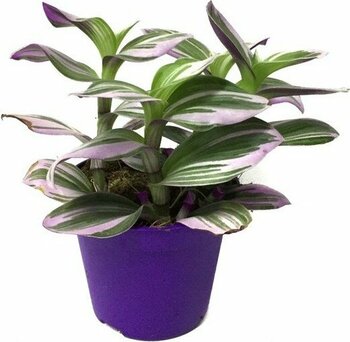 Betonish Tradescantia 'Nanouk' (Telgraf Çiçeği)