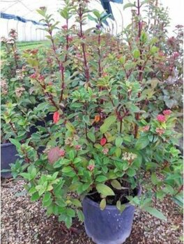 Kartopu - Defne Yapraklı Kartopu Tinus 1 Metre