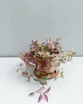 Tradescantia Telgraf Çiçeği Fidanı Pembe 10-20 Cm