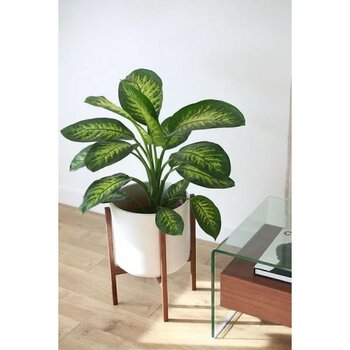 Dieffenbachia Tropik Snow 40 - 60 cm Salon Bitkisi