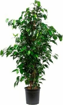 Bitkim Sende Ficus Benjamin Salon Bitkisi 60-100CM