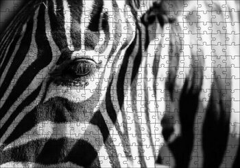 Cakapuzzle Zebra Yakın Çekim 1000 Parça 49 x 68 cm Puzzle Yapboz
