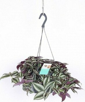 Berceste Peyzaj Telgraf Çiçeği Askılı Saksı Tradescantia Zebrina Çiçeği