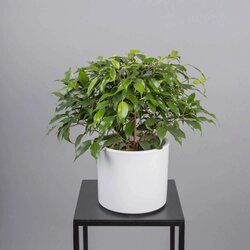 Основная фотография от вендора