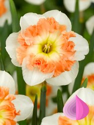 Основная фотография от вендора