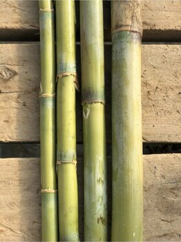 FİDAN PAZARI Bambu Bitki Destek Çubuğu 10 Adet 150cm