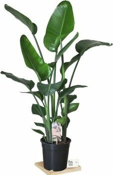 Fintarla Strelitzia Nicolai - Starliçe Cennet Kuşu Bitkisi 80-100 cm  Salon Bitkisi 3 (Üç Gövdeli)