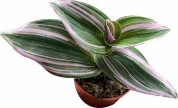 SOcactus Tespih Çiçeği - Tradescantia Zebrina ( Telgraf Çiçeği )
