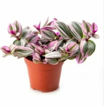 Bitkim Sende Tradescantia Nanouk 15 cm Pembe Telgraf Çiçeği Canlı Bitki