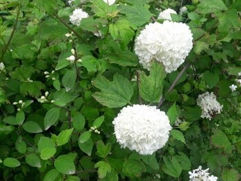 Kartopu Fidanı 3 Adet - Çiçekli Yaz Kartopu